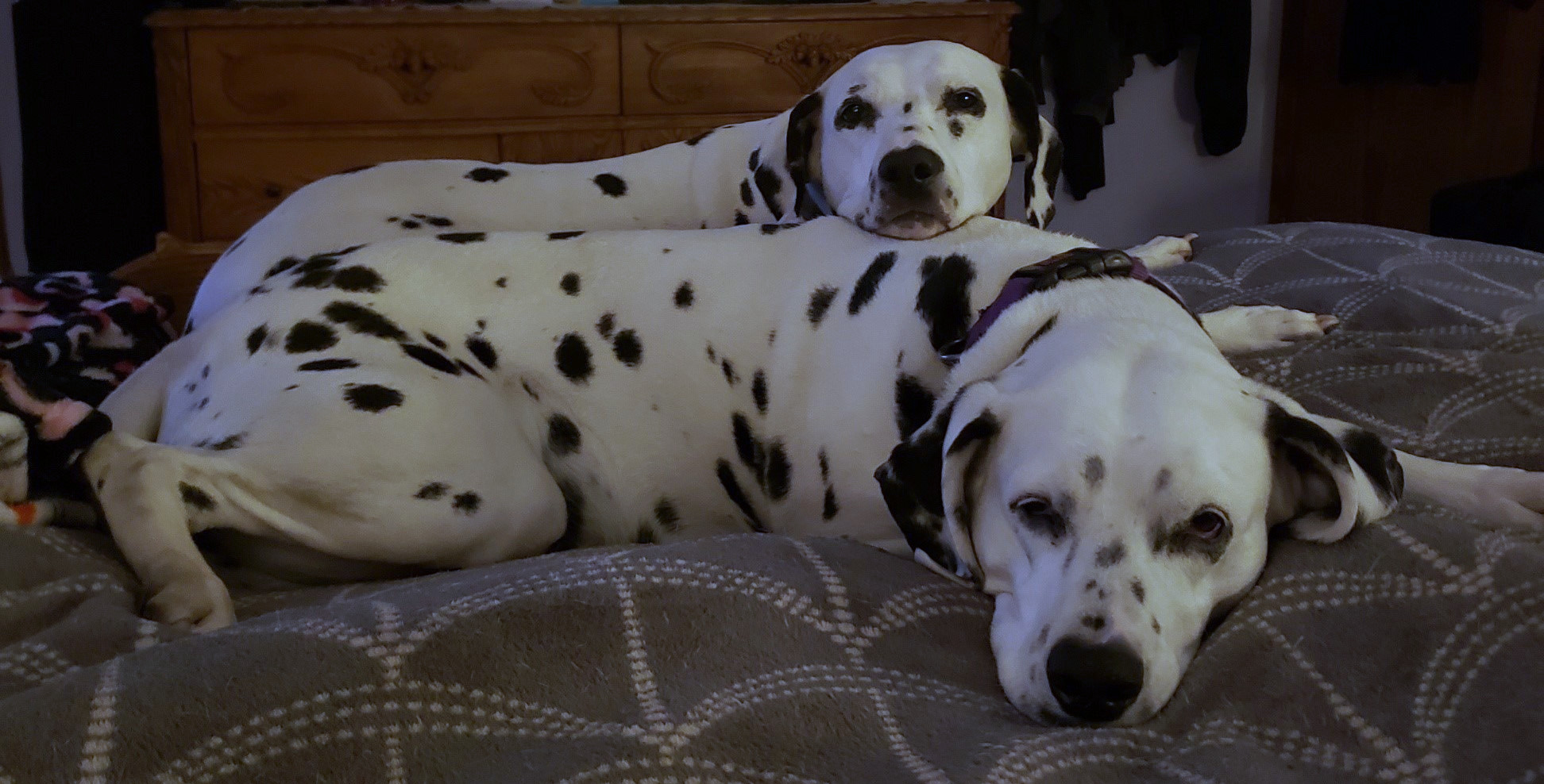 Maggie & Holly- Cropped- 2020-08-18-Brighter